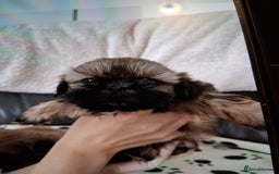 Shih Tzu dogs for sale: Imperial shishi shih tzu - Image 10