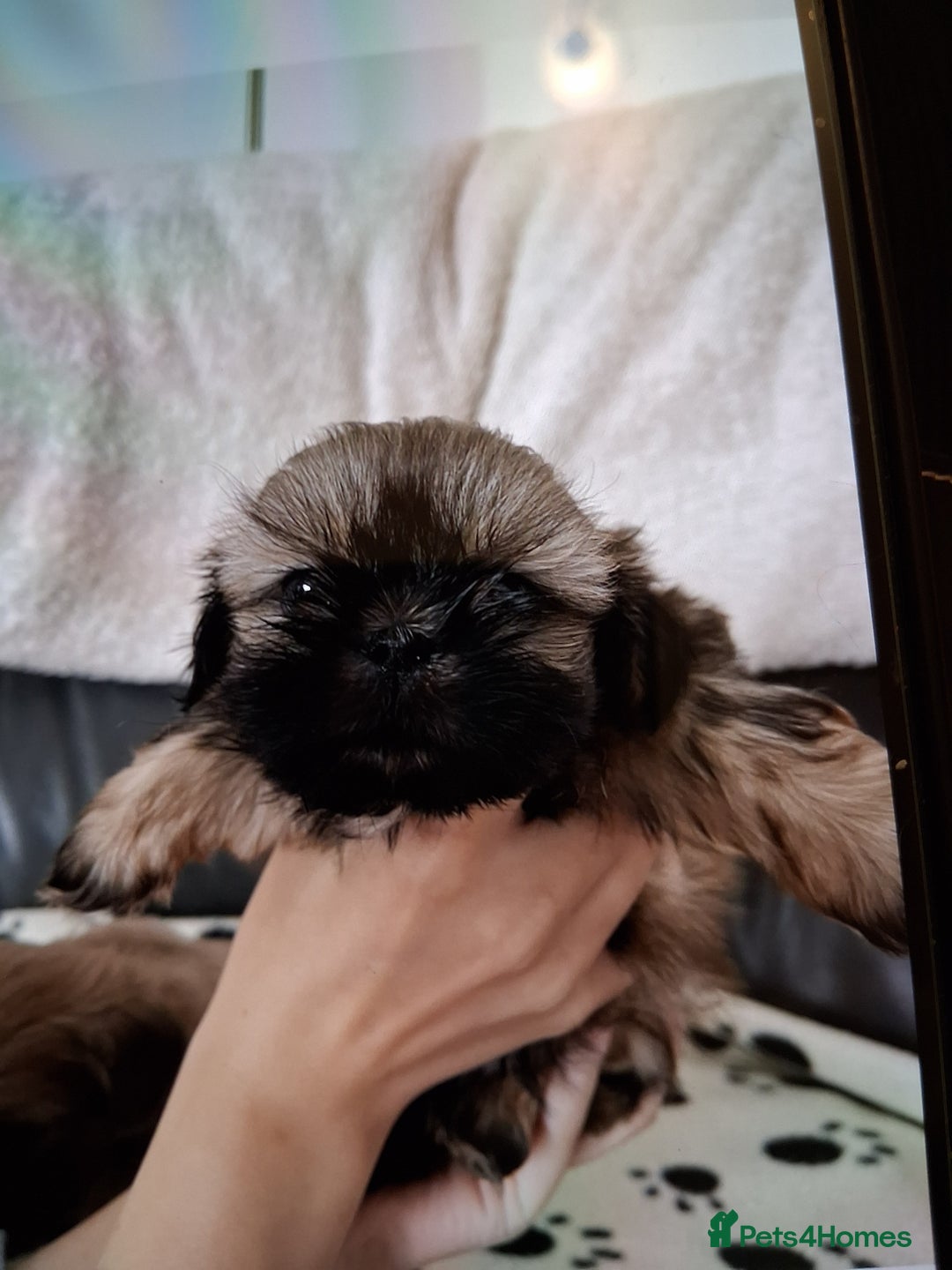 Shih Tzu dogs for sale: Imperial shishi shih tzu - Image 10