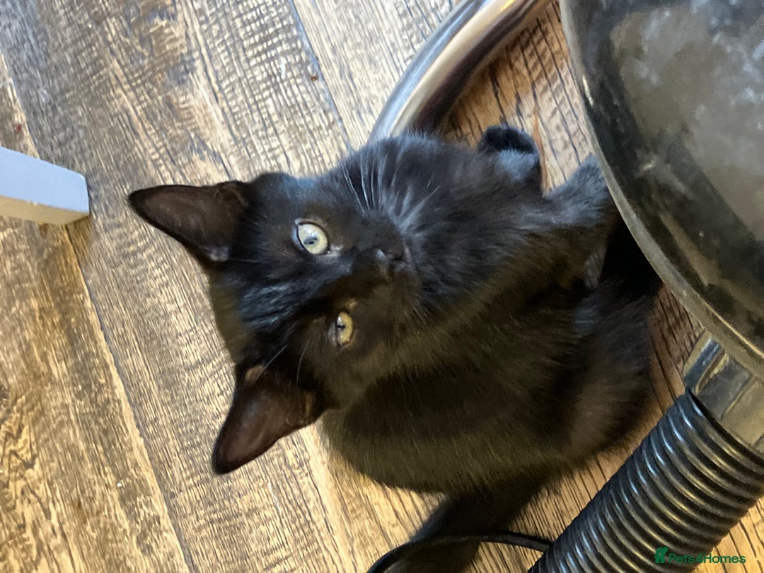 Mixed Breed cats for sale: 3 Black/brown striped Tabby cross Kittens  - Image 10