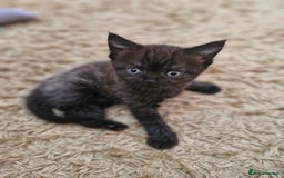 British Shorthair cats for sale: British short hair baby boys - Image 7