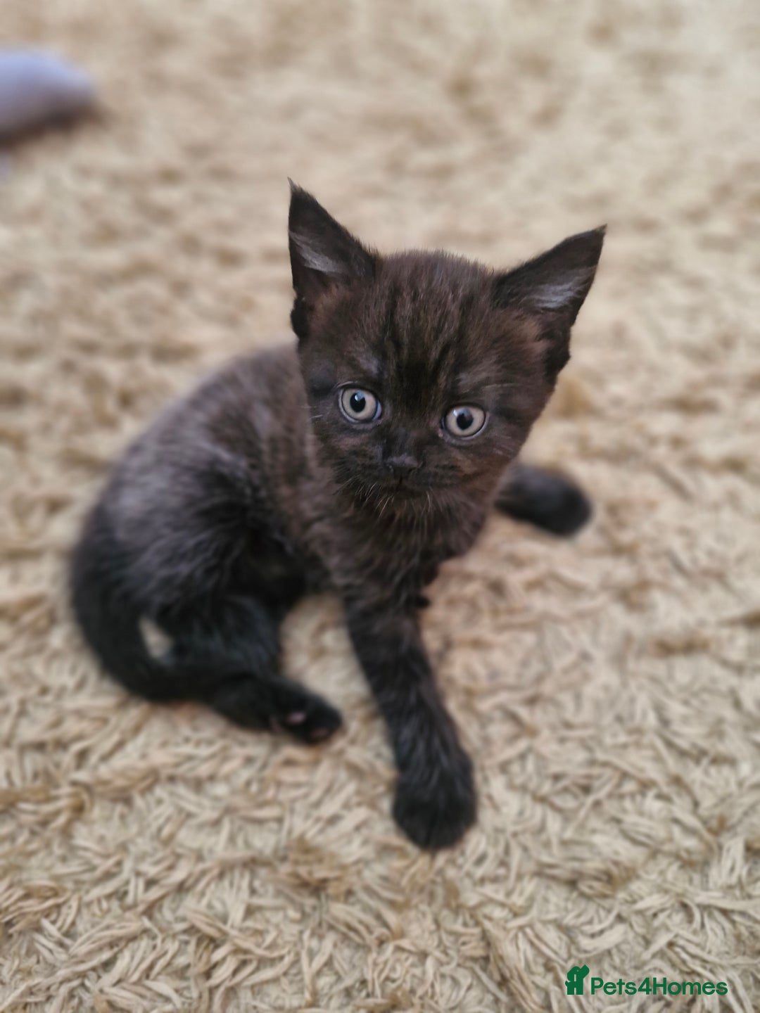 British Shorthair cats for sale: British short hair baby boys - Image 7