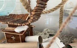 Mouse rodents for sale: Four female mice along with their cage etc. - Image 4