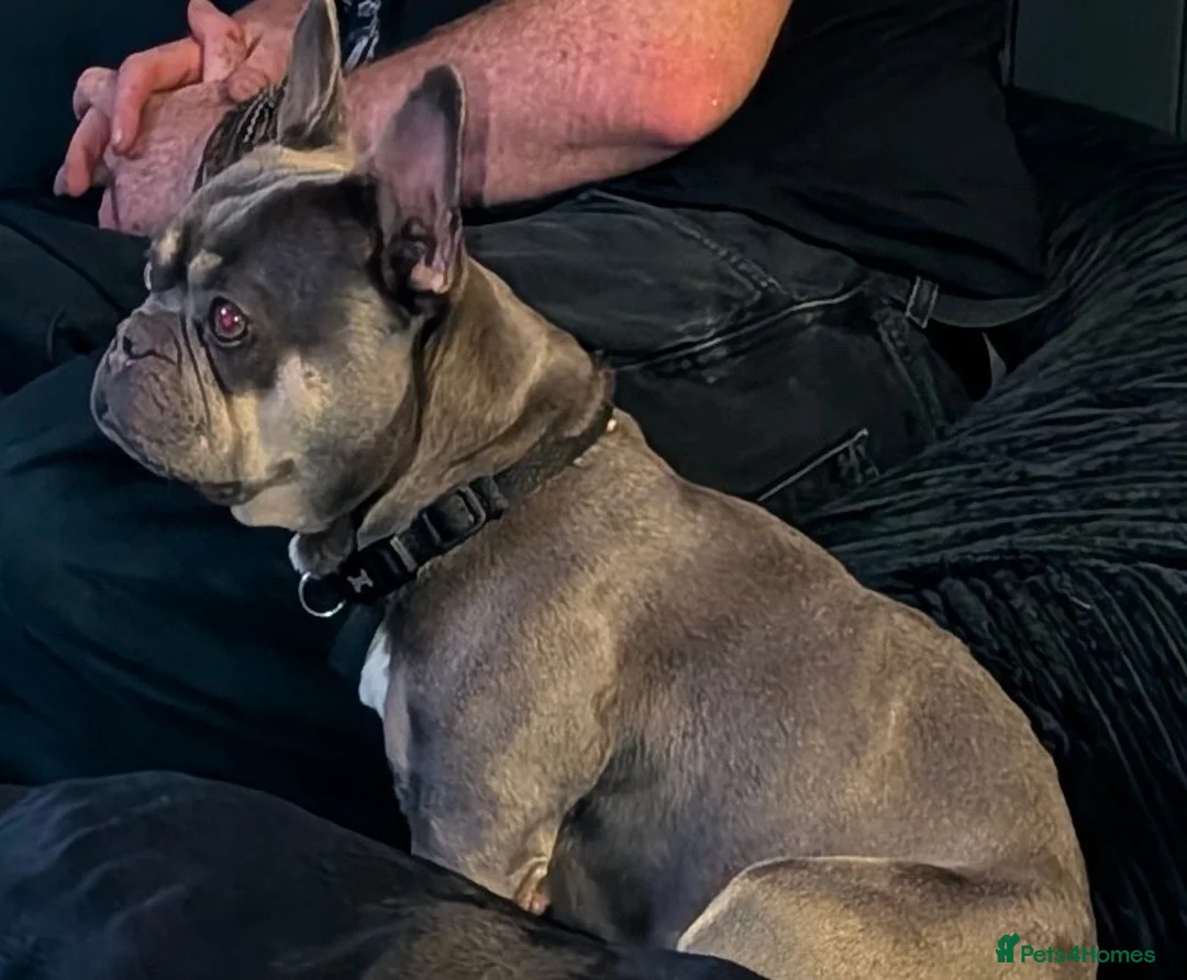 French Bulldog dogs for sale: 4 year old KC Reg French bulldog  - Advert 2