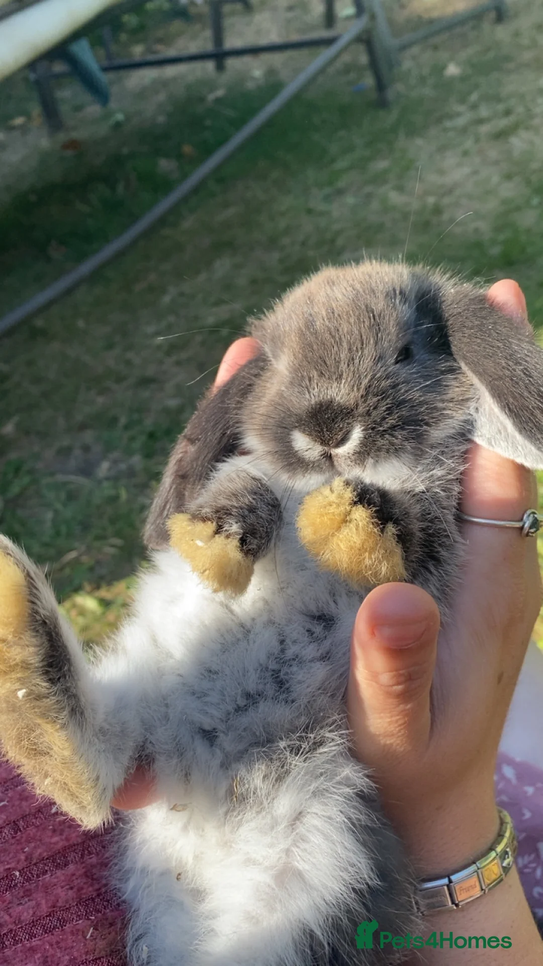 Mixed Breed rabbits for sale: Ready to go to new homes 🏡  - Advert 10