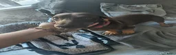 Dachshund dogs for sale: Chocolate dachshund puppy for sale in London - Advert 7