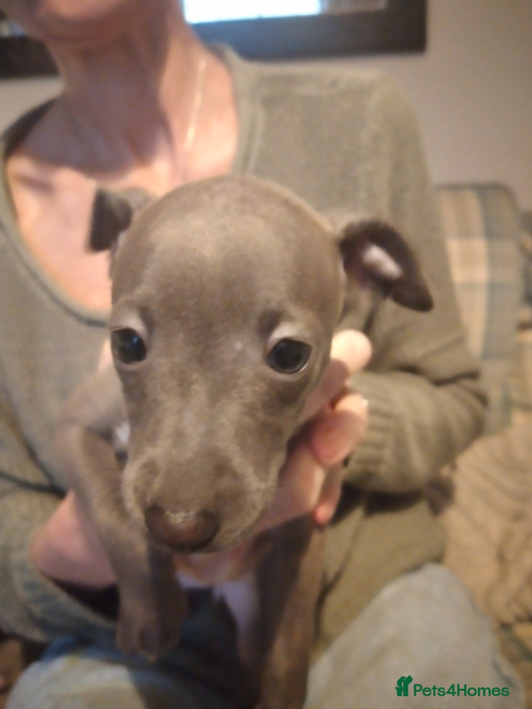 Italian Greyhound dogs for sale: Beautiful KC registered puppies - Advert 10