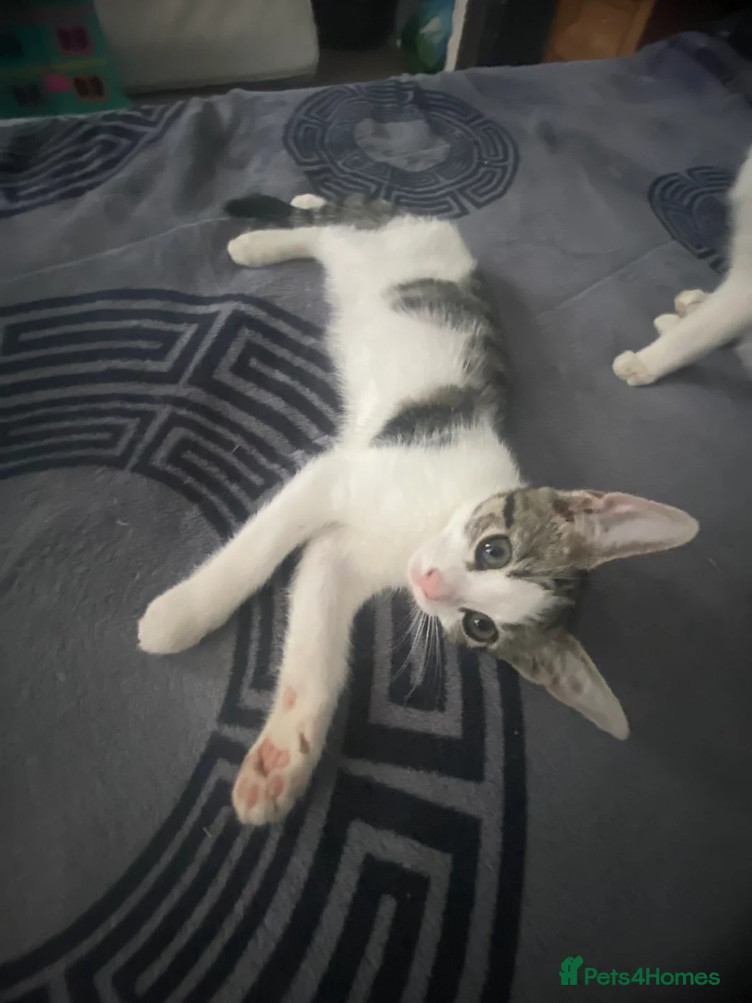 Mixed Breed cats for sale: 4 beautiful kittens! - Advert 12