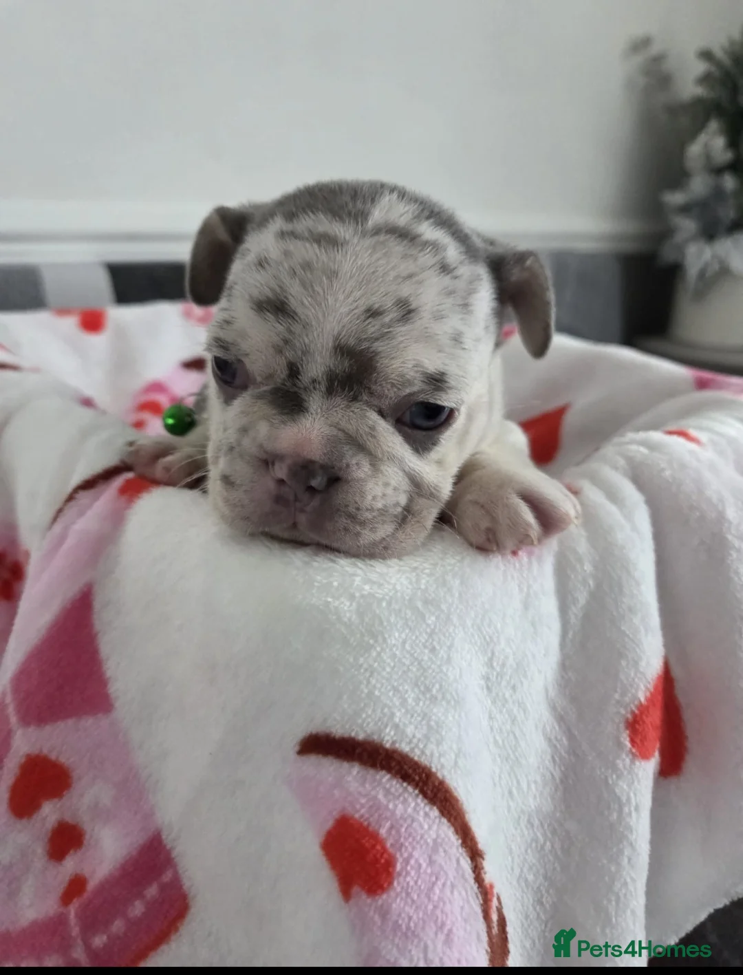 French Bulldog dogs for sale: Beautiful Frenchie puppies - Advert 27