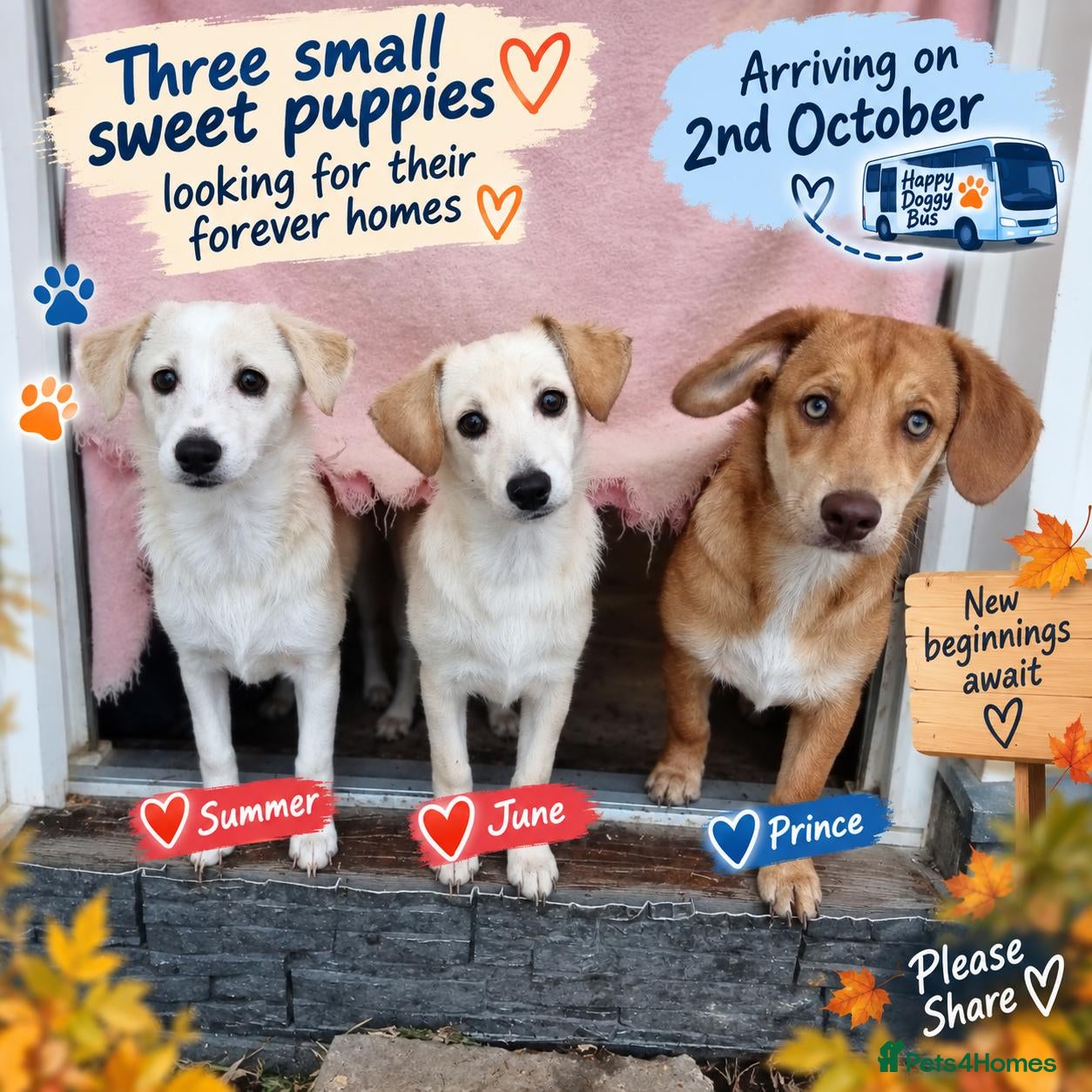 Mixed Breed dogs ❤️🐶 JUNE – A LITTLE SUN-RAY SMALL 7 MONTHS GIRL - Advert 2
