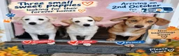 Mixed Breed dogs for adoption: ❤️🐶 JUNE – A LITTLE SUN-RAY SMALL 7 MONTHS GIRL - Advert 2