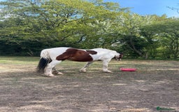 Irish Sports horses for sale: 🔆PROJECT HORSE SELLING FROM FIELD 🔆 - Image 3