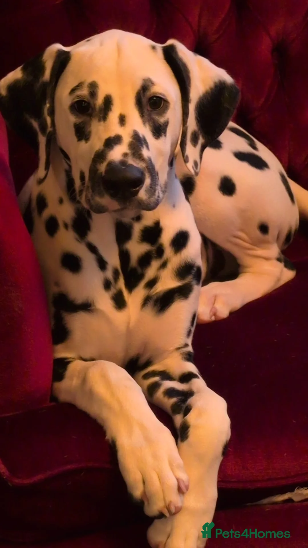 Dalmatian dogs for sale: 7 month old dalmatian  - Advert 3