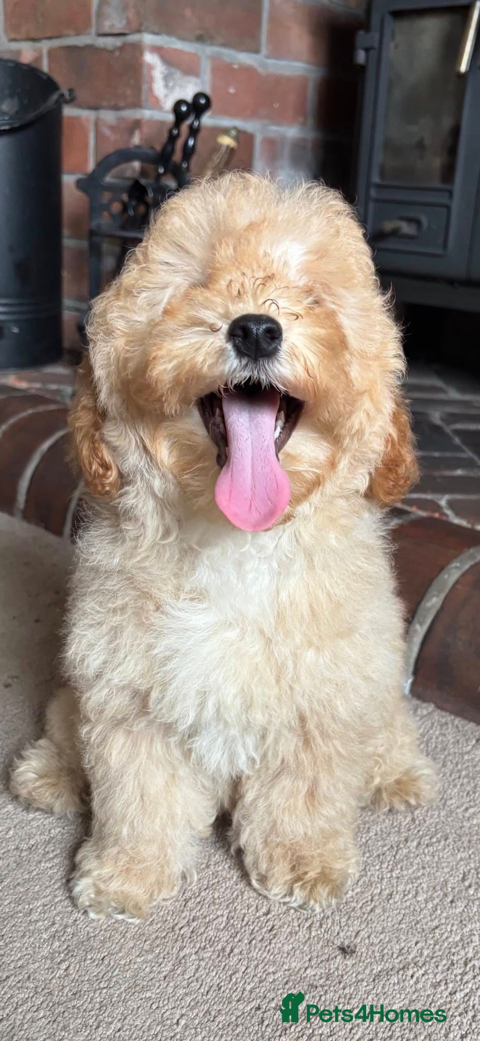 Cavapoo dogs for sale: Bambi Doodle Bug - F1b Teddy Bear Cavapoo Girl  - Advert 2