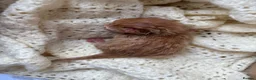 Mixed Breed cats for sale: Ginger male kitten- ready to leave in Calne - Advert 7