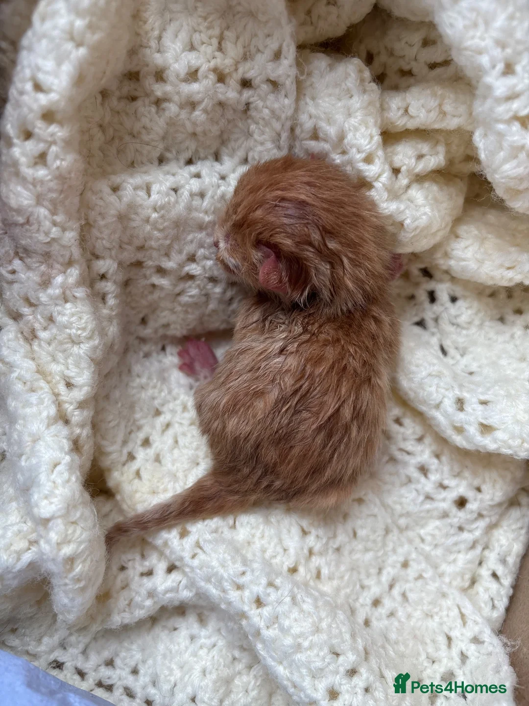 Mixed Breed cats for sale: Ginger male kitten- ready to leave in Calne - Advert 7