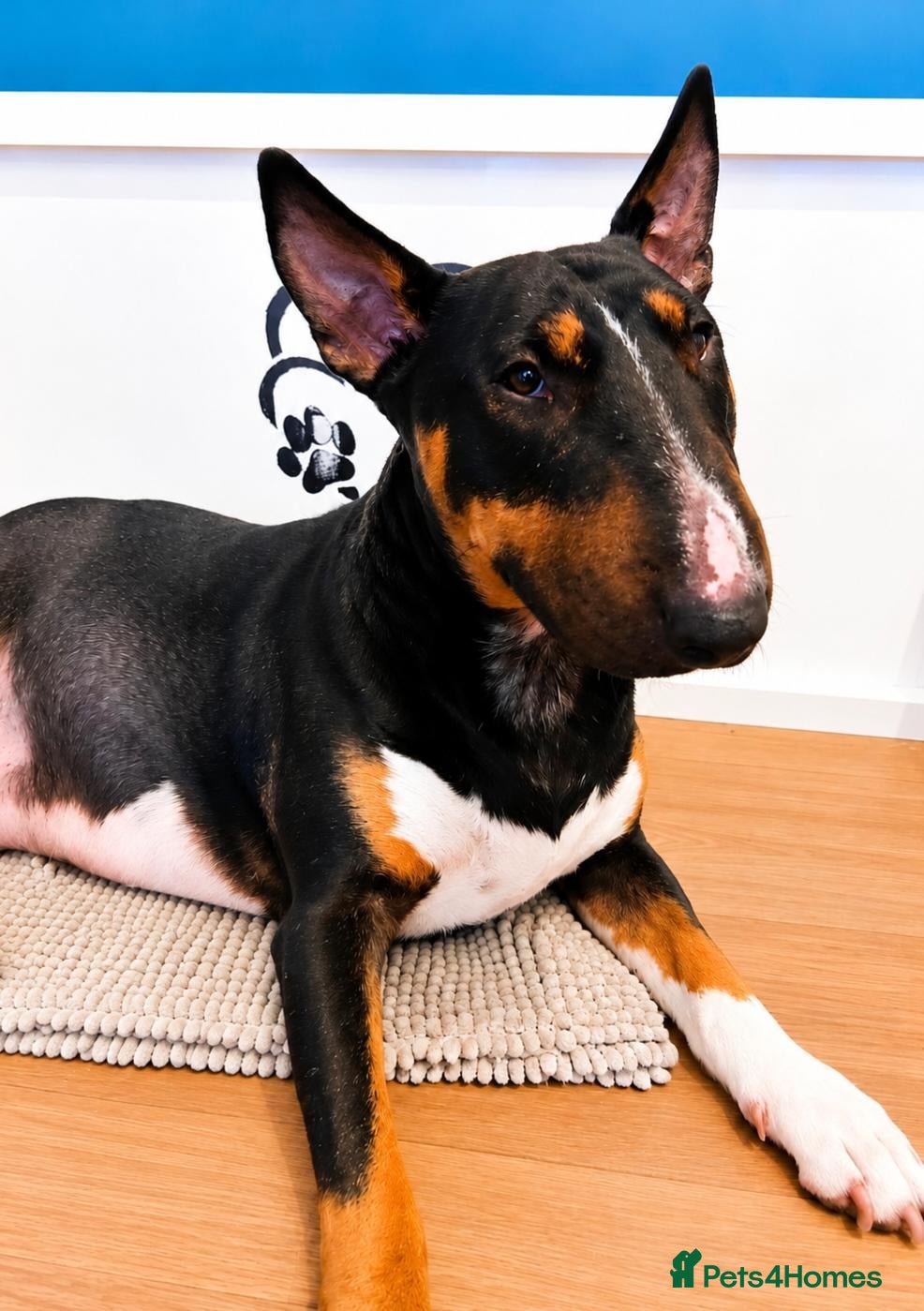 English Bull Terrier dogs 3 Beautiful English Bull Terrier Puppies  - Advert 1