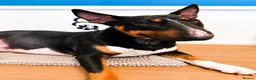 English Bull Terrier dogs for sale: 3 Beautiful English Bull Terrier Puppies  - Advert 1