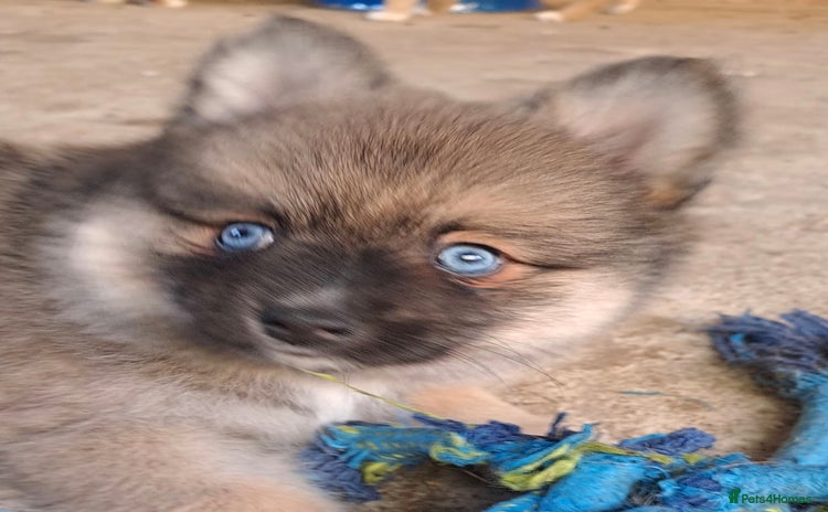 Pomsky dogs - Advert 1
