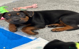 Mixed Breed dogs for sale: Pure breed Chinese red dog puppies/Laizhou Hong - Image 36
