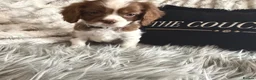Cavalier King Charles Spaniel dogs for sale: KC REG EXCEPTIONAL EXTENSIVELY HEALTH TESTD PUPS  - Advert 11