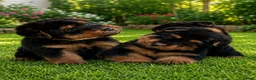 Welsh Terrier dogs for sale: Beautiful Welsh terrier puppies  - Advert 1