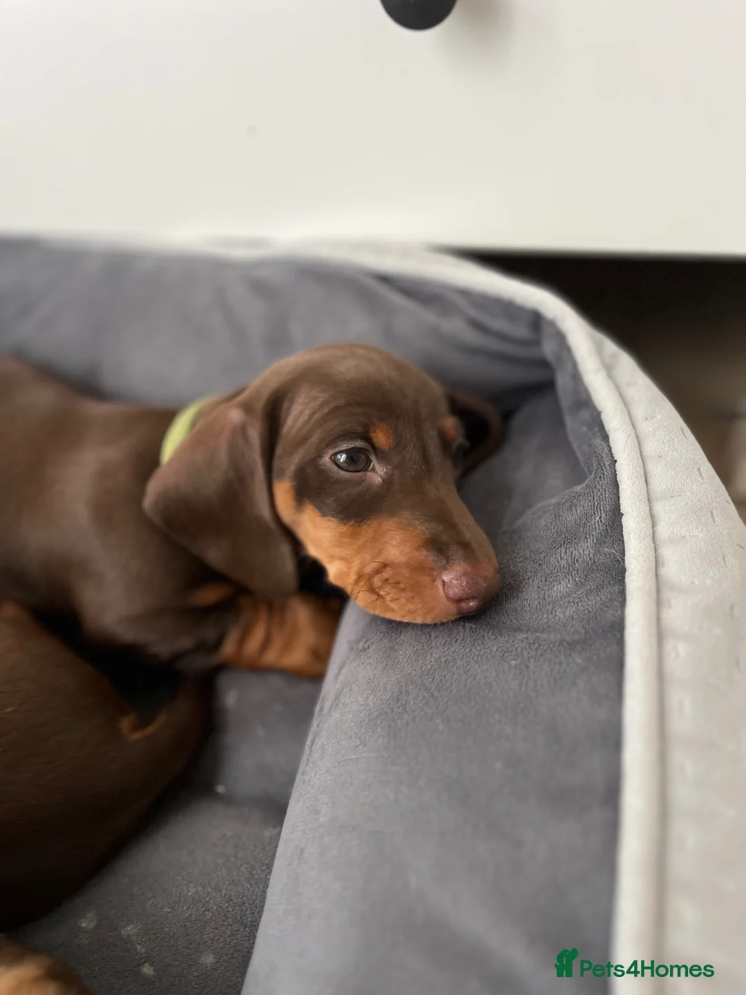 Miniature Dachshund dogs for sale: ONLY 2 LEFT! KC Registered Miniature Dachsunds - Advert 19