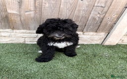 Sheepadoodle dogs for sale: F1 Sheepadoodle  in Doncaster - Image 34