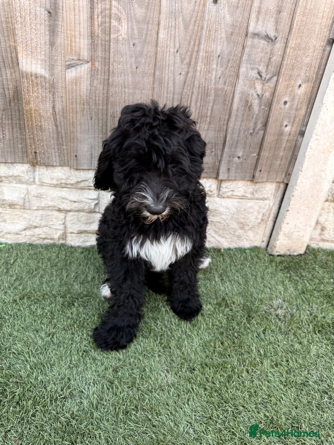 Sheepadoodle dogs for sale: F1 Sheepadoodle  in Doncaster - Image 34
