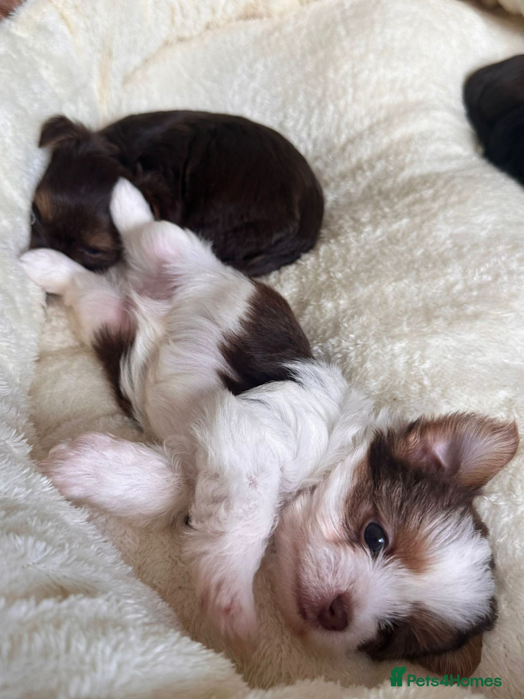 Yorkshire Terrier dogs for sale: DNA tested parents - Yorkie puppies  - Image 26