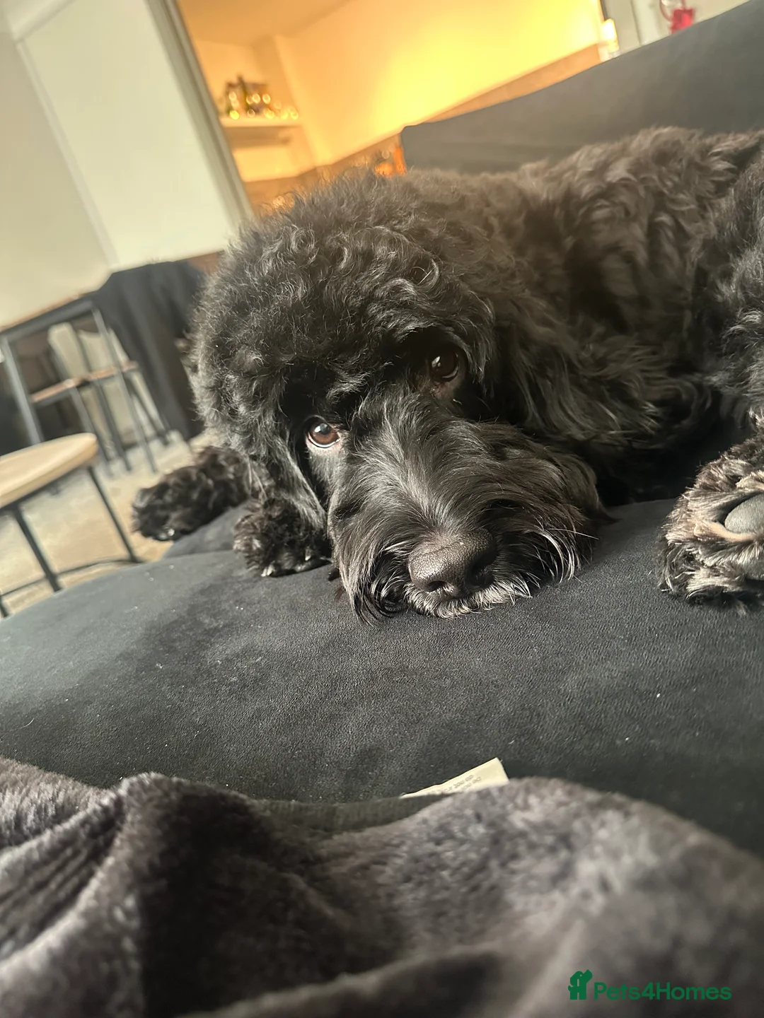 Mixed Breed dogs for sale: 2 Year old Sprockerpoo for sale  - Advert 3