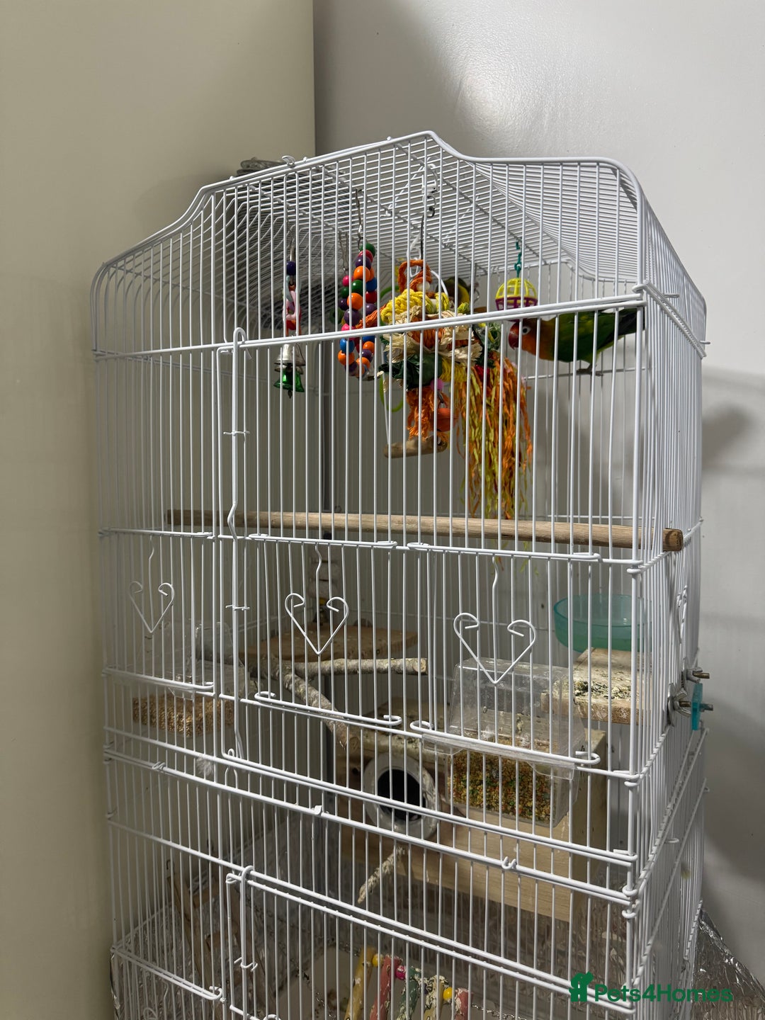 Lovebirds birds for sale: Lovely lovebirds  - Advert 4