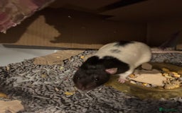 Rat rodents for sale: Free to good home! 2 Male rats - Image 3