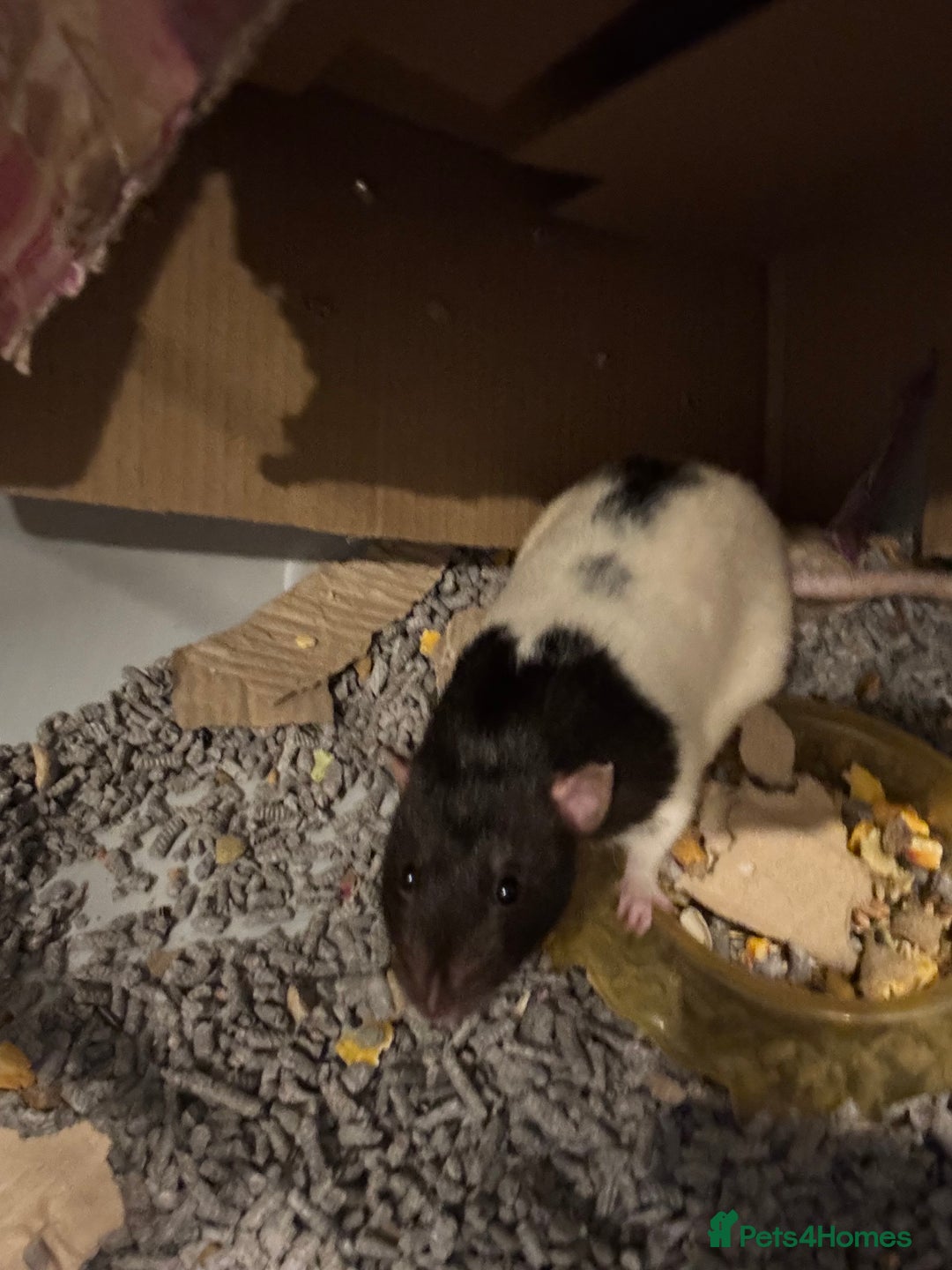 Rat rodents for sale: Free to good home! 2 Male rats - Image 3