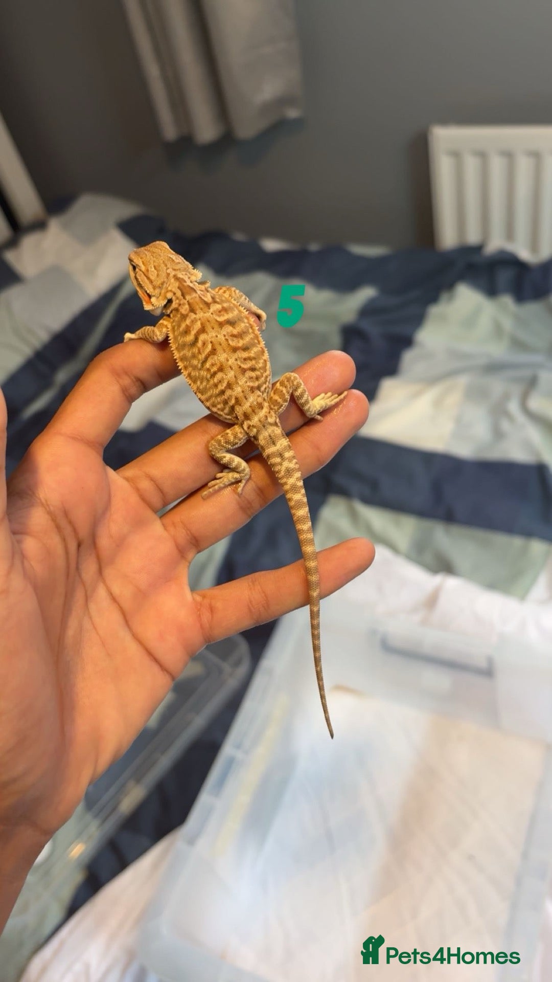 Bearded Dragon reptiles for sale: Red monster  x hypo zero bearded dragons - Advert 19
