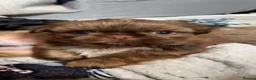 Shih Tzu dogs for sale: Beautiful litter for sale. - Advert 16