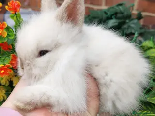 Mini Lop rabbits Mini lop babies carrying plush and 1 lion head - Advert 1