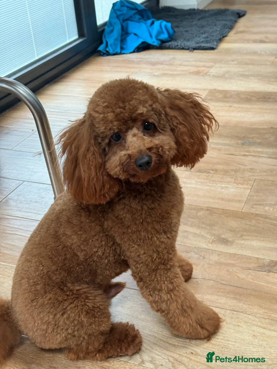 Toy Poodle dogs for stud: Teddy Fox red Proven Toy Poodle for STUD in Bexleyheath - Advert 7