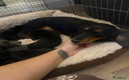 Miniature Dachshund dogs for sale: Longhaired miniature dachshund  - Image 11
