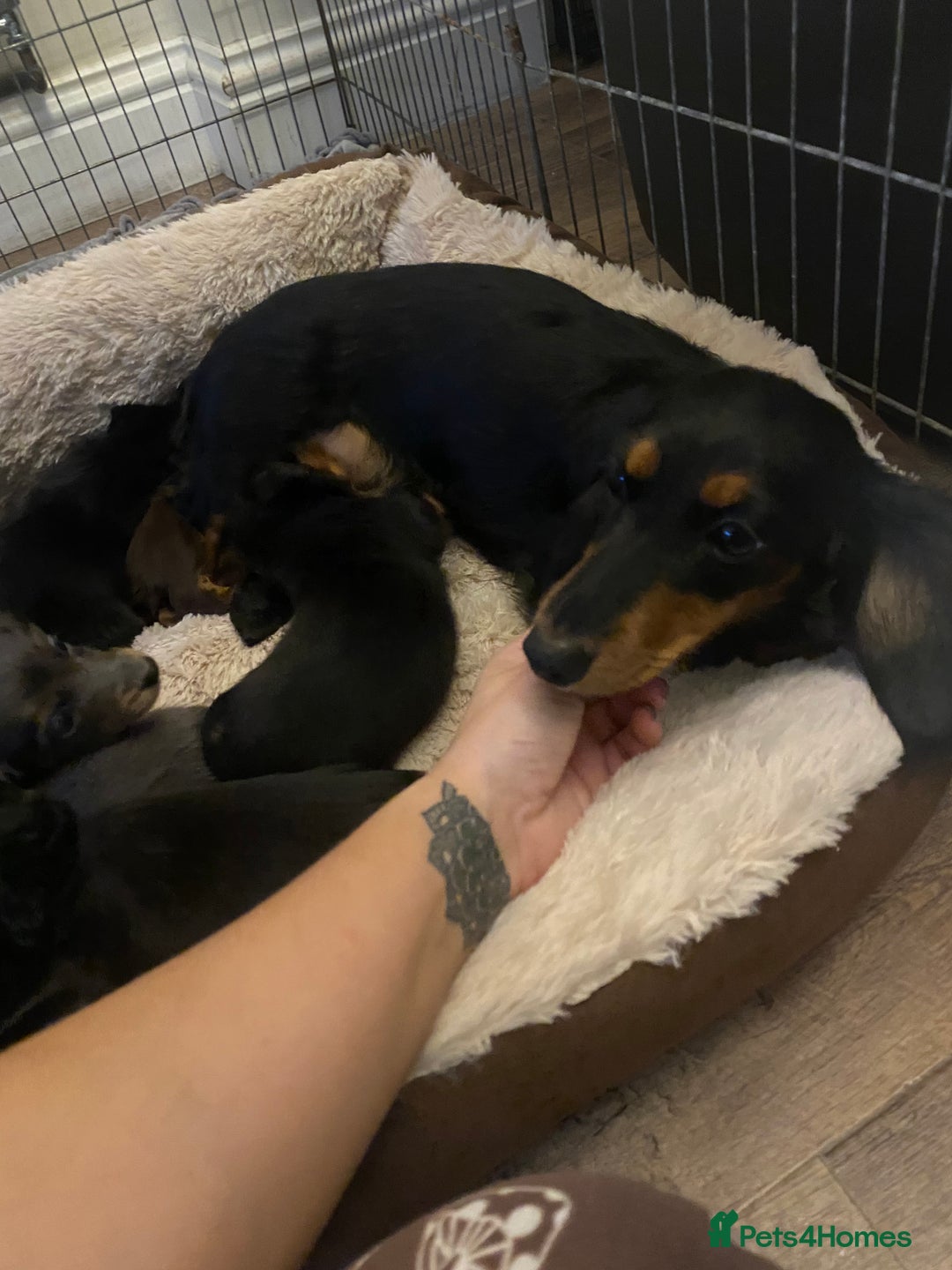 Miniature Dachshund dogs for sale: Longhaired miniature dachshund  - Image 11