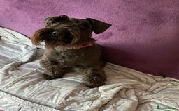 Miniature Schnauzer dogs for sale: Looking for a loving home for 1yr old loving girl - Image 5