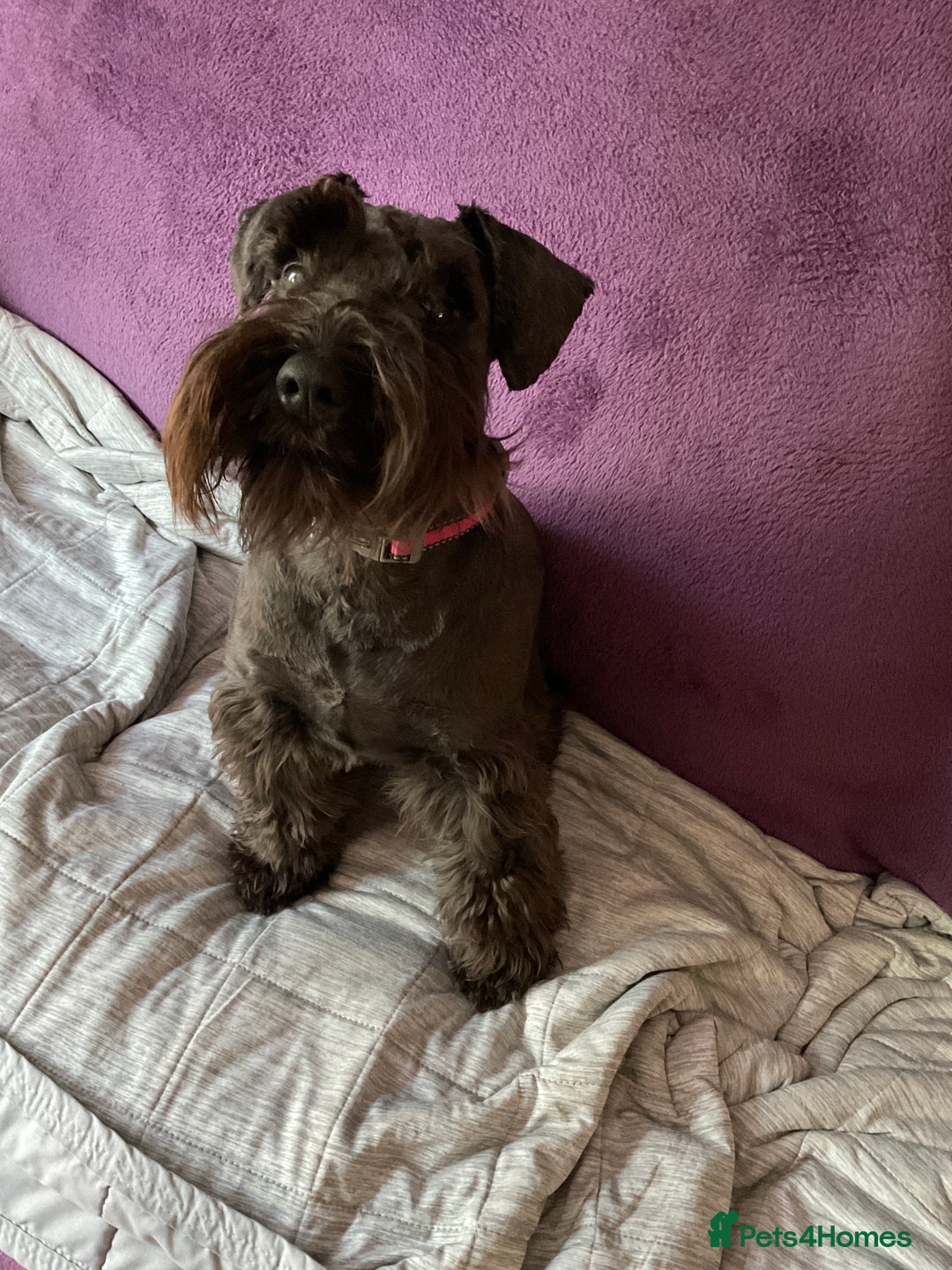Miniature Schnauzer dogs for sale: Looking for a loving home for 1yr old loving girl - Image 5