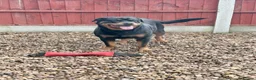 Rottweiler dogs for sale: Pregnancy announcement  in Doncaster - Advert 9