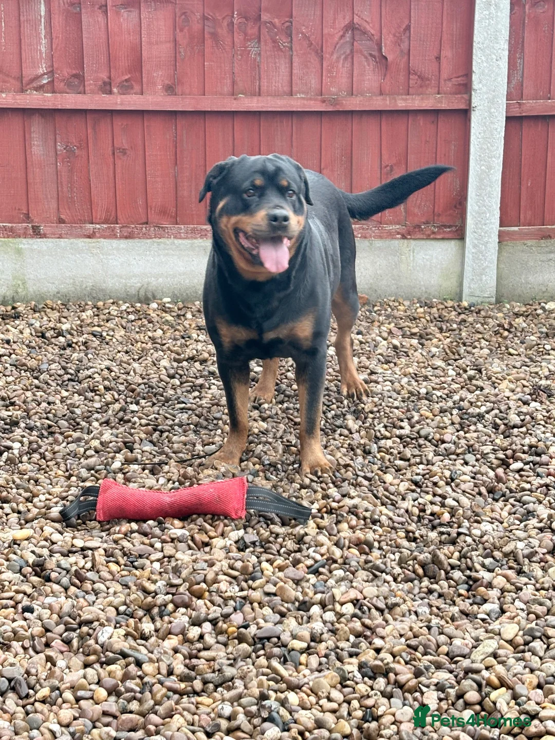 Rottweiler dogs for sale: Pregnancy announcement  in Doncaster - Advert 9