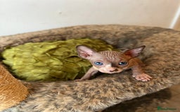 Sphynx cats for sale: Exquisite Sphynx Kittens - Image 9