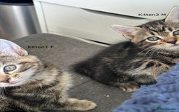 Mixed Breed cats for sale: Beautiful Kittens  - Image 5