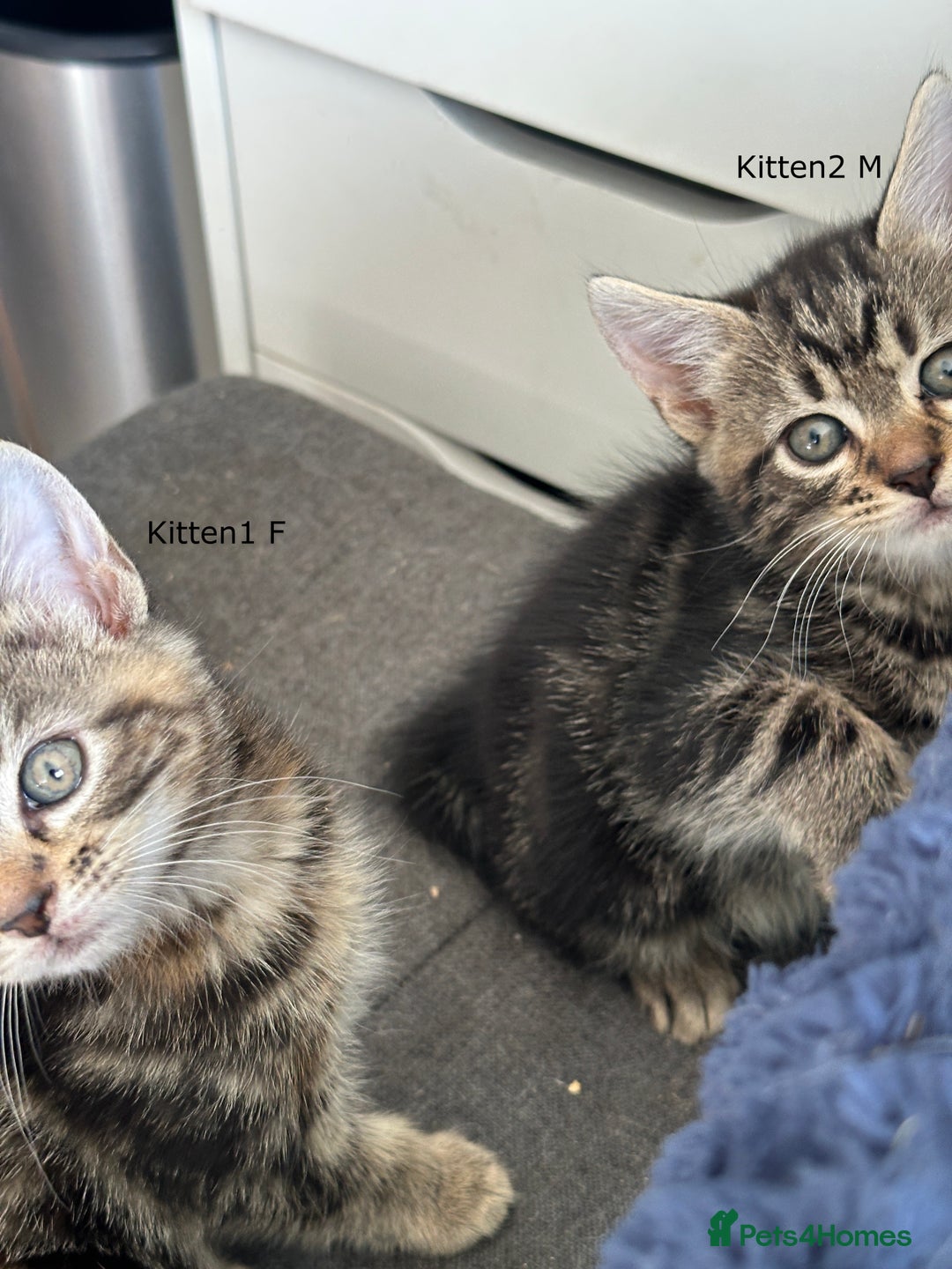 Mixed Breed cats for sale: Beautiful Kittens  - Image 5