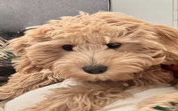 Cavapoo dogs for sale: 5 month old f1 beautiful cavapoo £1100 - Image 3