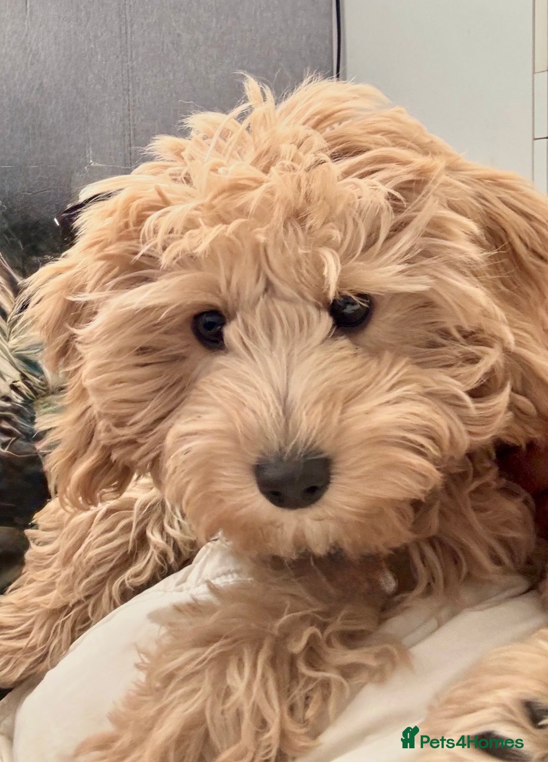Cavapoo dogs for sale: 5 month old f1 beautiful cavapoo £1100 - Image 3