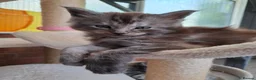 Maine Coon cats for sale: Maine Coon Kittens looking for new loving home in Birmingham - Advert 35