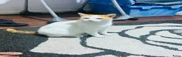 Domestic Shorthair cats for sale: Tommy in Bradford - Advert 4